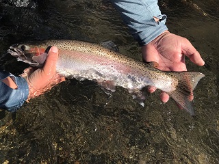person holding gray and gold fish with black spots in the water - link opens CDFW Inland Fishing Regulations PDF in new window.